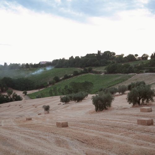 coltivazioni-attorno-a-montemontanaro