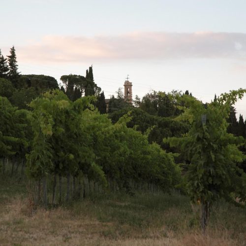 vigne-montemontanaro
